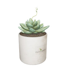 Load 3D model into Gallery viewer, Echeveria Cactus
