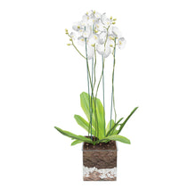 Load 3D model into Gallery viewer, Orchid Arrangement Large Square
