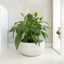 Load image into Gallery viewer, Peace Lily Plant
