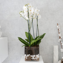 Load image into Gallery viewer, Orchid Arrangement Large Square
