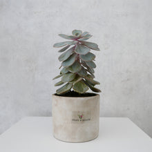 Load image into Gallery viewer, Cotyledon Succulent
