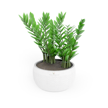 Load 3D model into Gallery viewer, ZZ Plant
