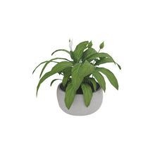 Load 3D model into Gallery viewer, Peace Lily Plant
